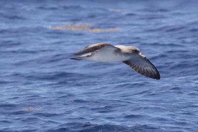 Scopoli's (Cory's) Shearwater