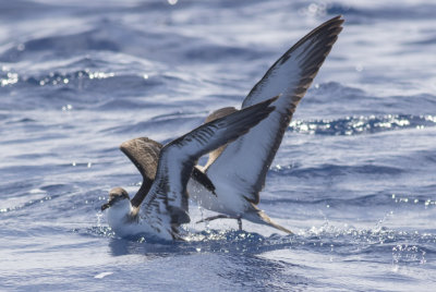 Great & Scopoli's (Cory's)  Shearwaters