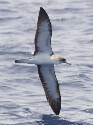 Cory's Shearwater