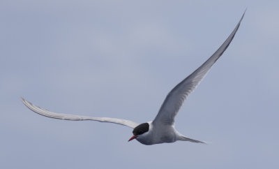 Arctic Tern