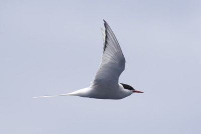 Arctic Tern