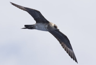 Parasitic Jaeger