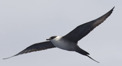 Long-tailed Jaeger