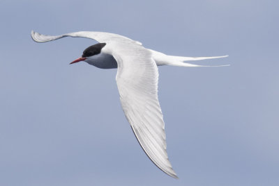 Arctic Tern