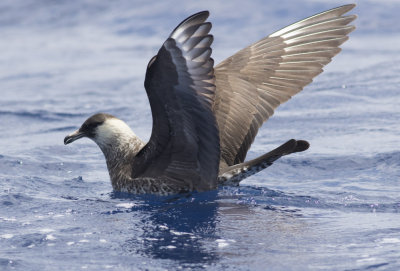 Pomarine Jaeger