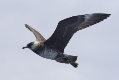 Pomarine Jaeger
