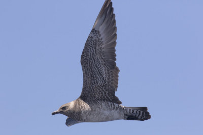 Pomarine Jaeger