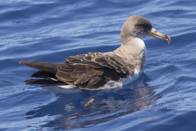 Cory's Shearwater