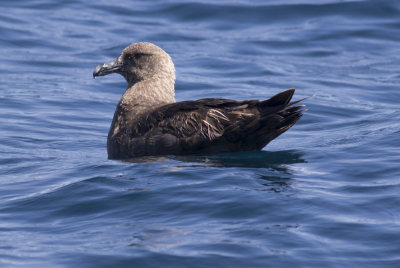 South Polar Skua