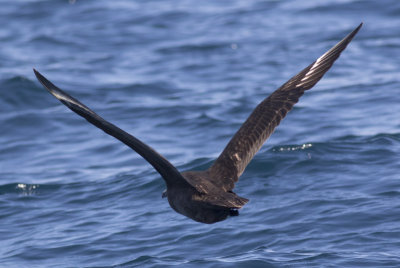 South Polar Skua