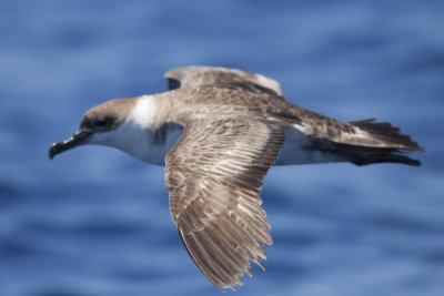 Great Shearwater