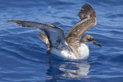 Great Shearwater