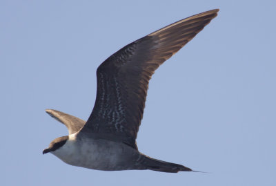 Long-tailed Jaeger