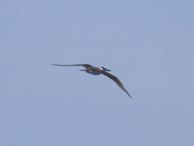 Bridled Tern
