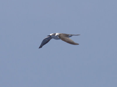 Bridled Tern