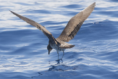 Long-tailed Jaeger