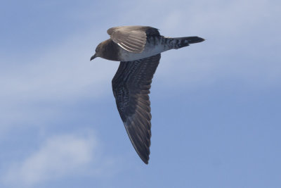 Long-tailed Jaeger