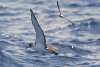 Scopoli's (Cory's) Shearwater