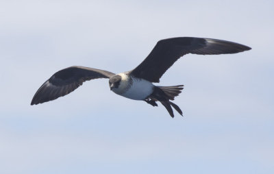 Pomarine Jaeger