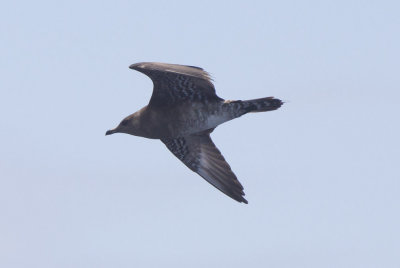 Long-tailed Jaeger