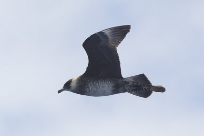 Pomarine Jaeger