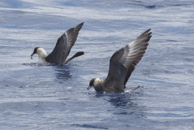 Pomarine Jaegers