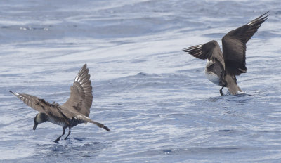 Pomarine Jaegers