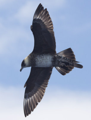 Pomarine Jaeger