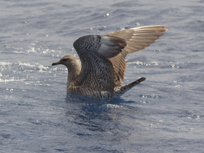 Pomarine Jaeger