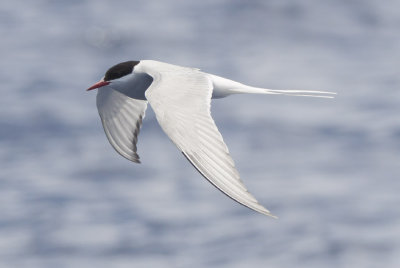 Arctic Tern