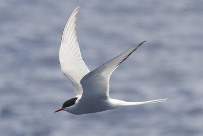 Arctic Tern