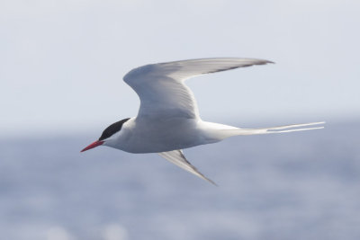Arctic Tern