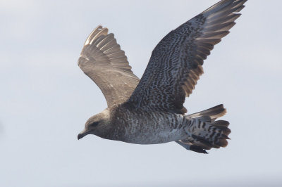 Pomarine Jaeger