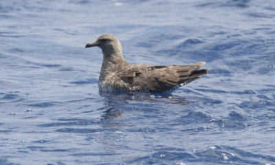 Pomarine Jaeger