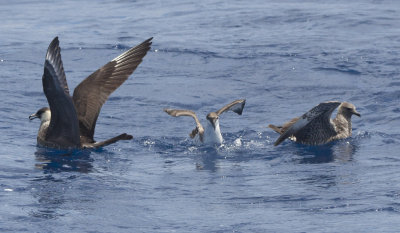 Pomarine Jaegers & Great Shearwater