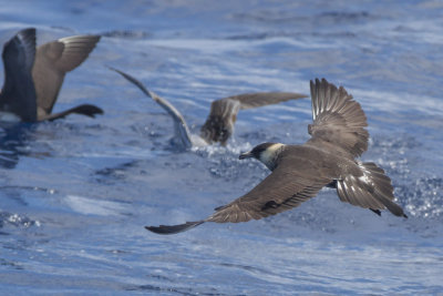 Pomarine Jaegers
