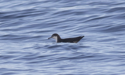 Audubon's Shearwater