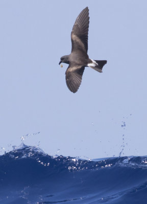 Leach's Storm-Petrel