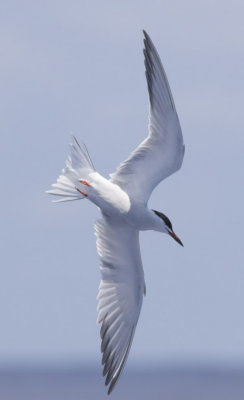 Common Tern