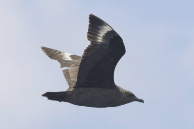 South Polar Skua