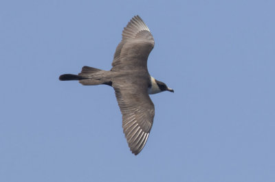 Pomarine Jaeger