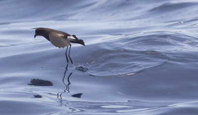 Wilson's Storm-Petrel