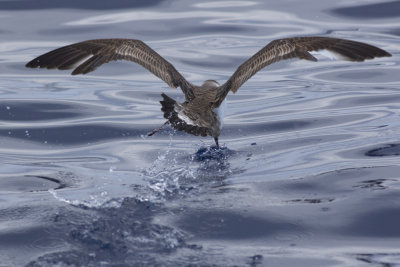 Great Shearwater