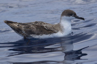 Great Shearwater