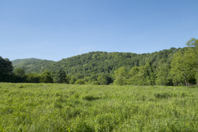 Hampton Creek Cove Natural Area