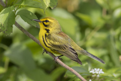 Prairie Warbler