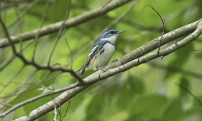 Cerulean Warbler