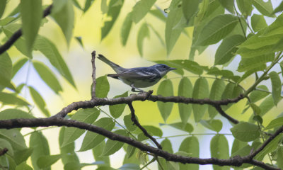 Cerulean Warbler