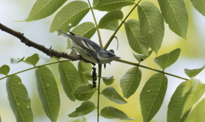 Cerulean Warbler