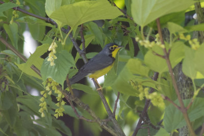 Canada Warbler